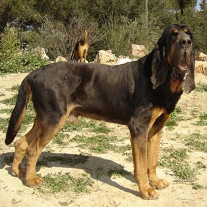 Fotograf&iacute;as de perros