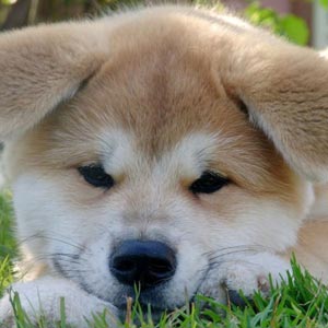 Fotos de perros. Cachorros