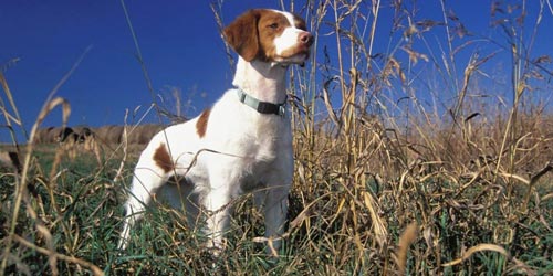 Fotos de perros de caza
