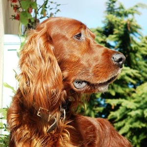 Fotos de perros