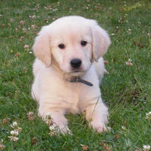 Im&aacute;genes de perros: cachorros