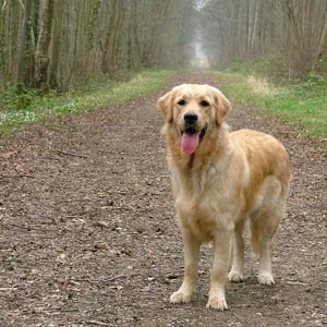 Im&aacute;genes de perros