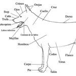 Morfología del perro