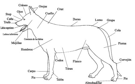 Morfolog�a del perro
