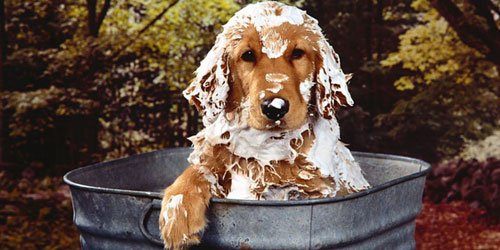 Accesorios de higiene para perros