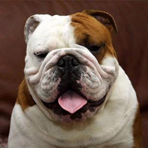 Perros. Fotos
