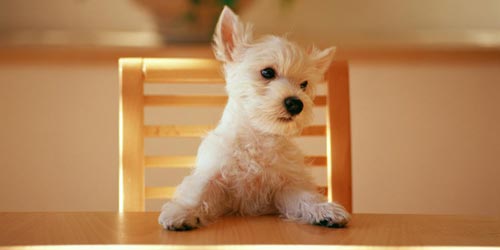 Perros. Im&aacute;genes